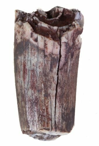 Partial Phytosaur Anterior Tooth - Arizona #62420